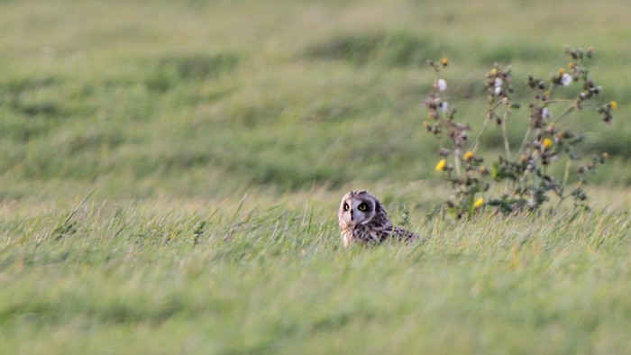Short-eared Owl