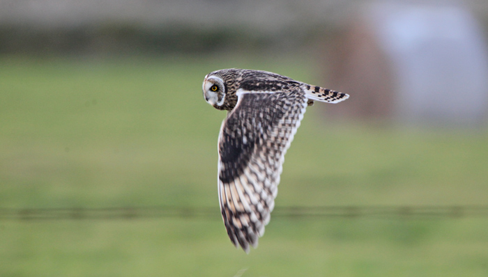 Short-eared Owl