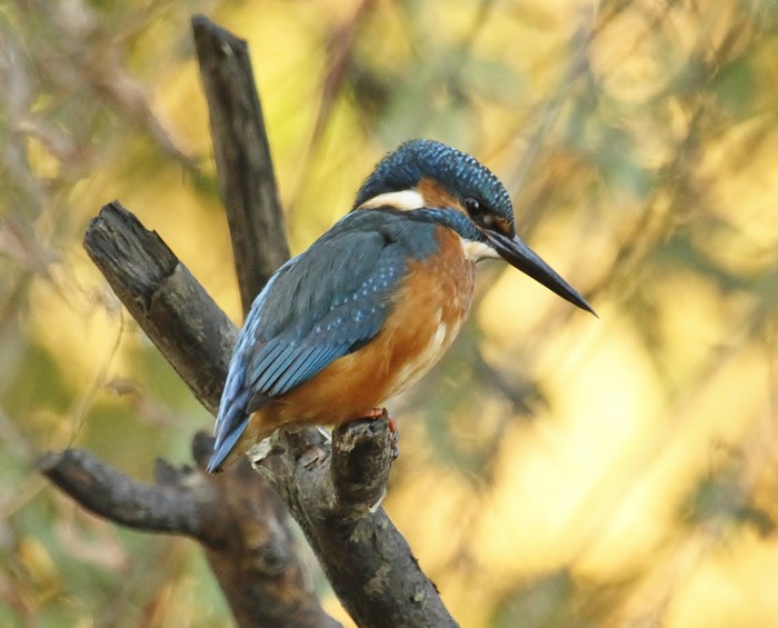 Kingfisher