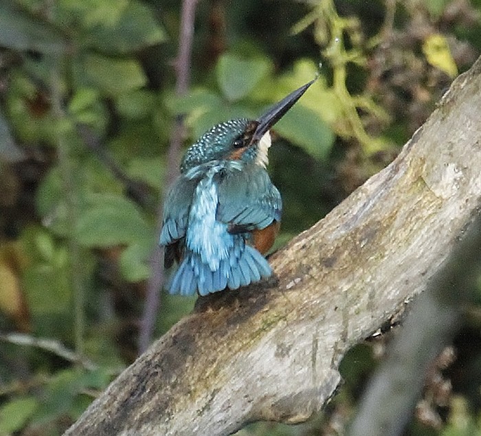 Kingfisher