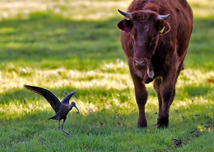 Glossy Ibis