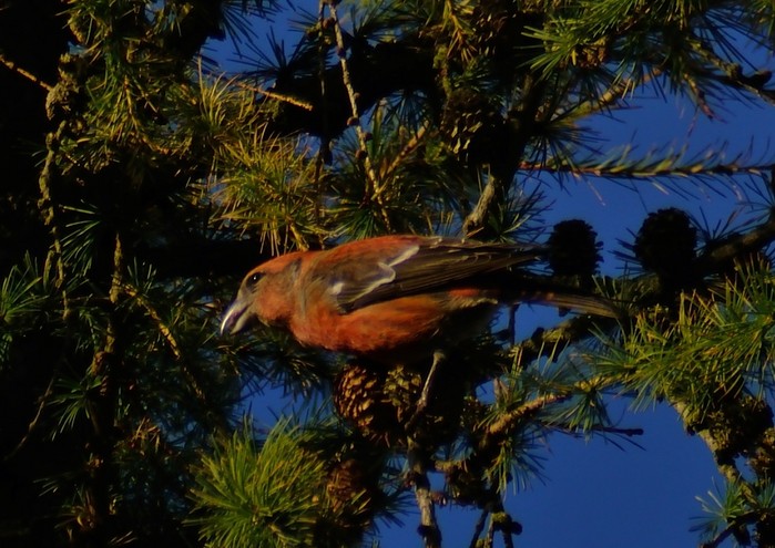 Two-barred Crossbill