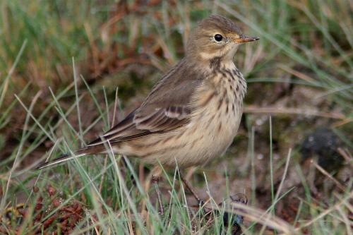 Buff-bellied Pipit