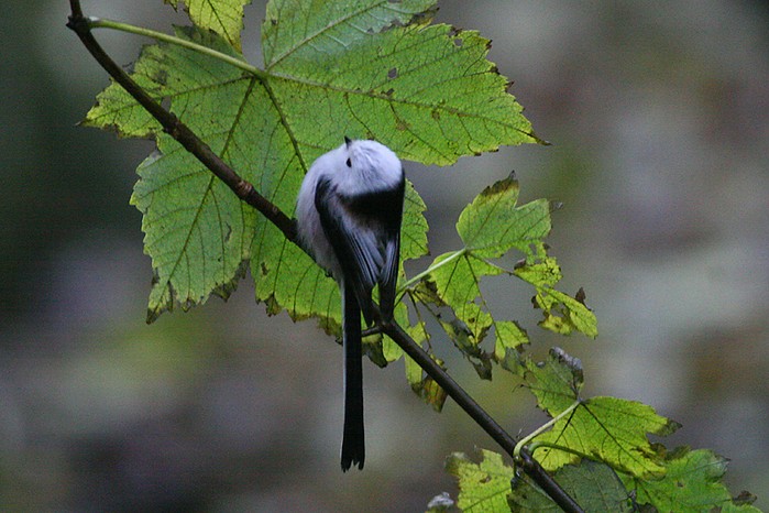 Northern Long-tailed Tit