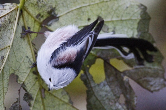 Northern Long-tailed Tit