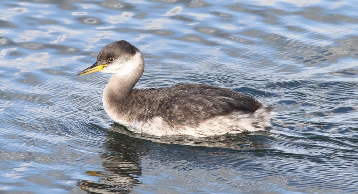 Red-necked Grebe