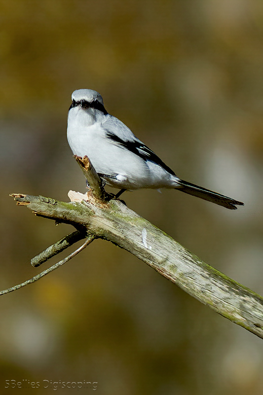 Great Grey Shrike