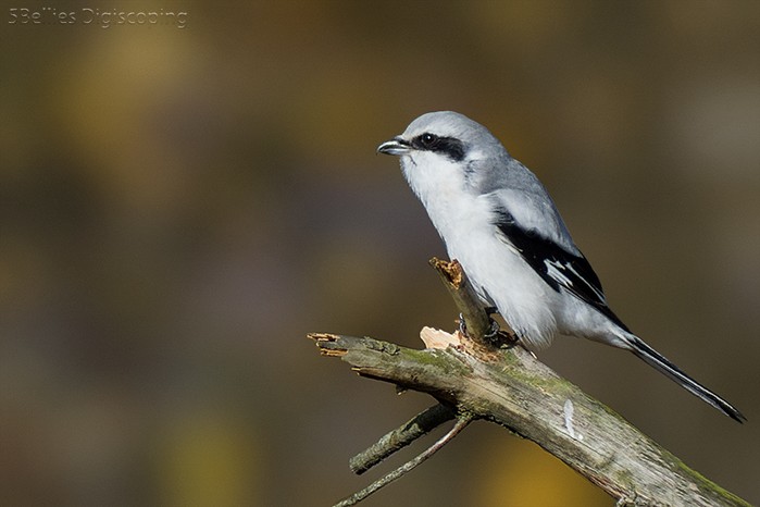 Great Grey Shrike