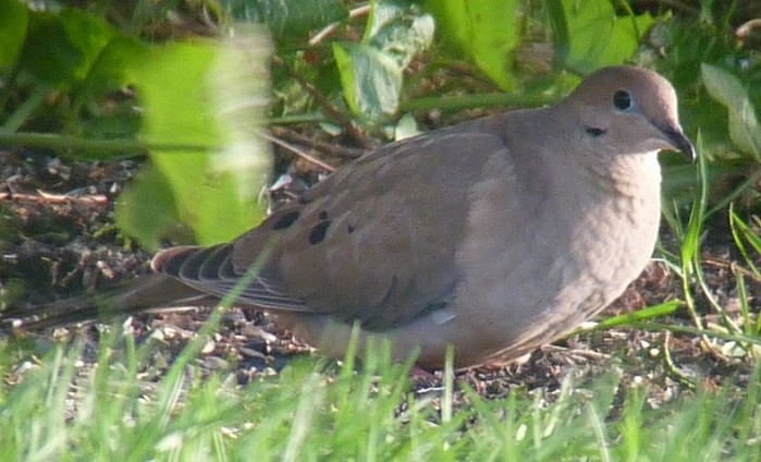Mourning Dove