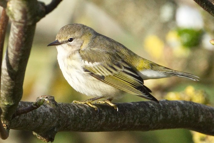 Cape May Warbler