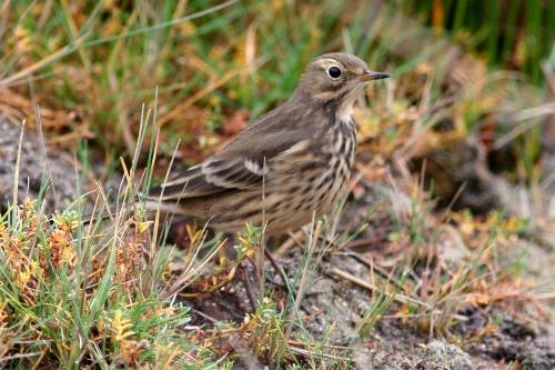 Buff-bellied Pipit