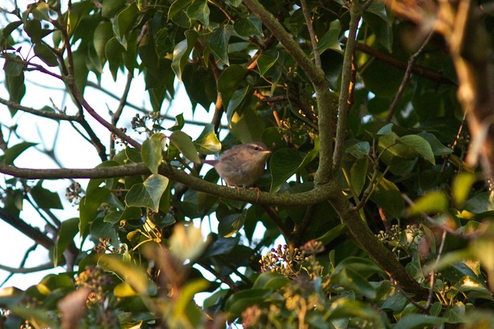 Dusky Warbler