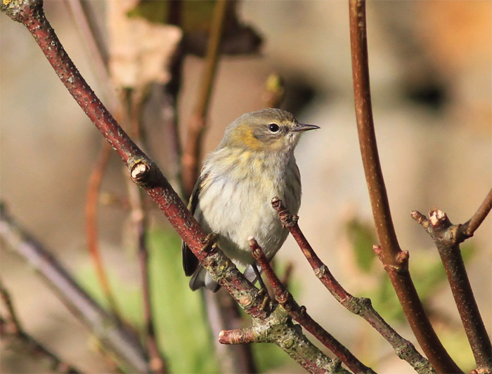 Cape May Warbler