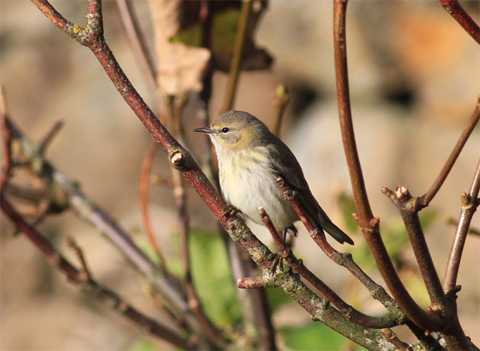 Cape May Warbler