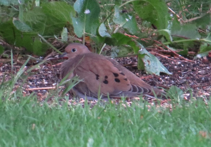Mourning Dove