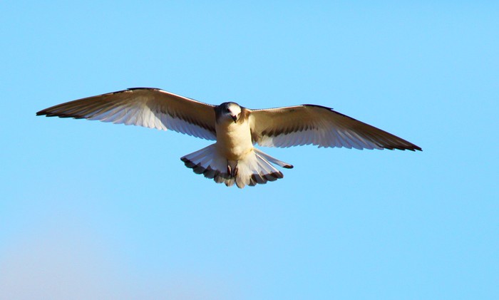 Sabine's Gull