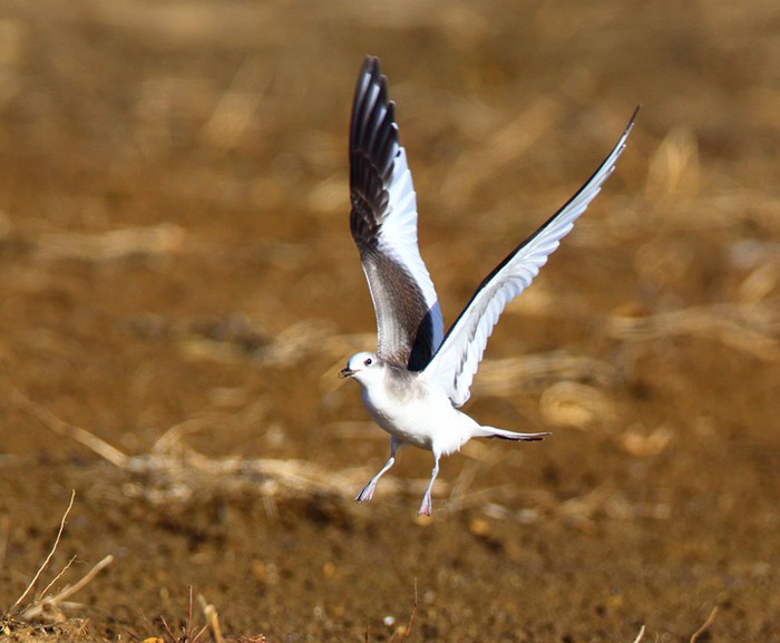 Sabine's Gull