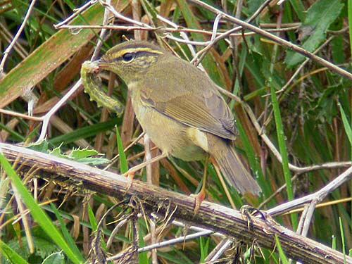 Radde's Warbler