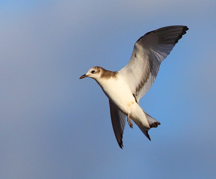 Sabine's Gull