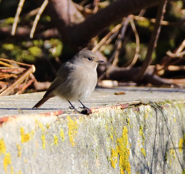 Black Redstart