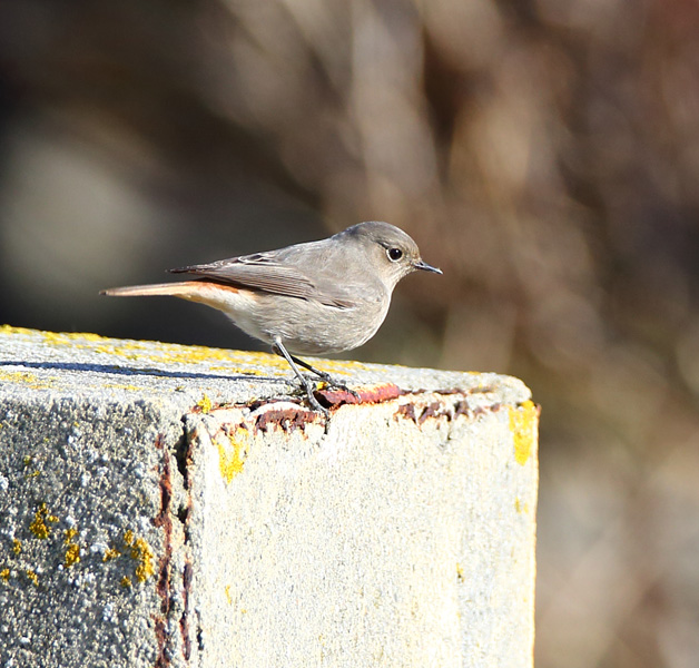 Black Redstart