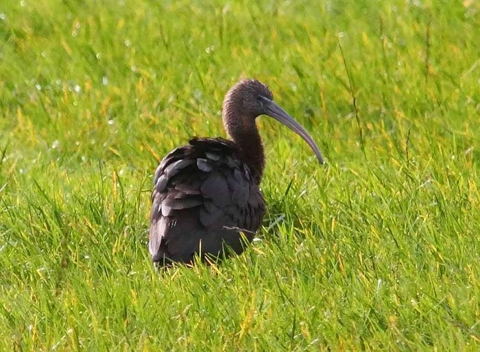 Glossy Ibis