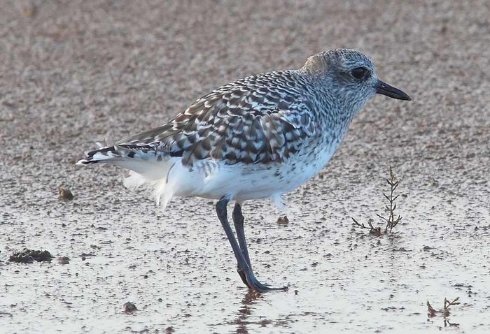 Grey Plover
