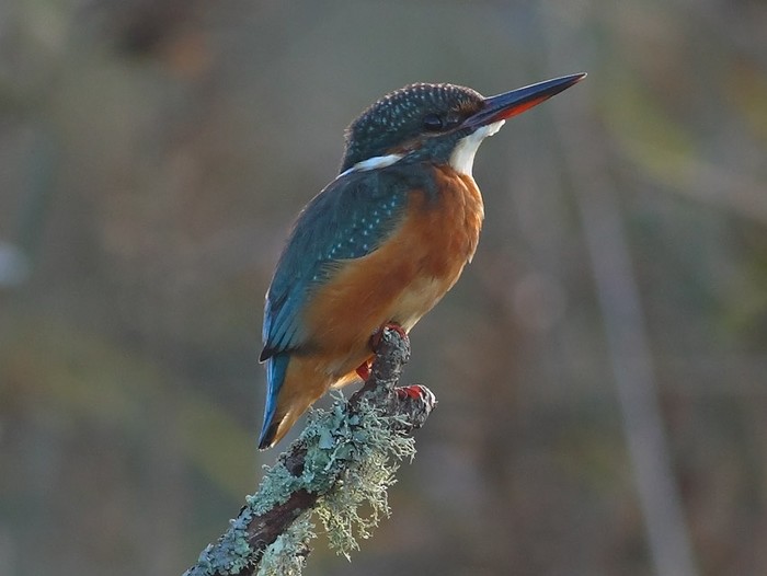 Kingfisher