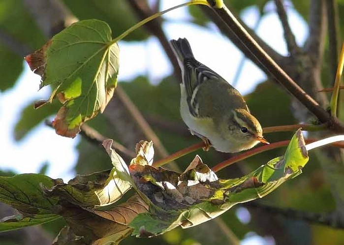 Yellow-browed Warbler