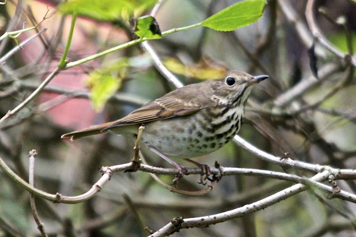 Hermit Thrush