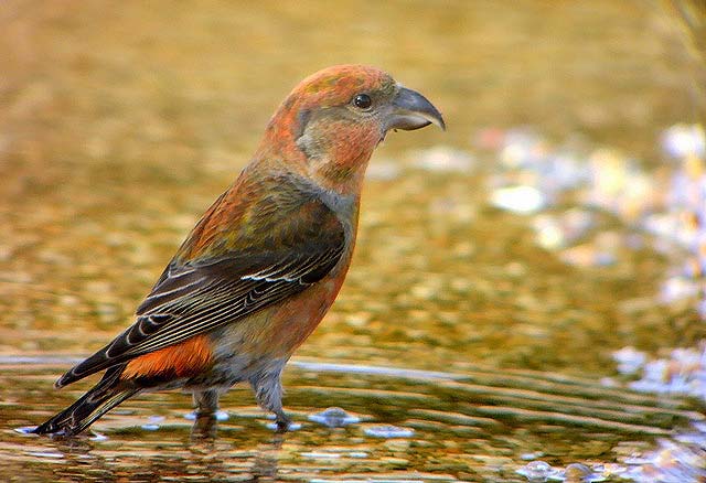 Crossbill