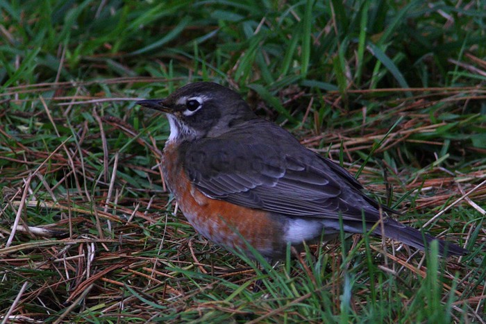 American Robin