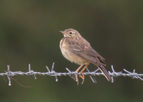 Blyth's Pipit