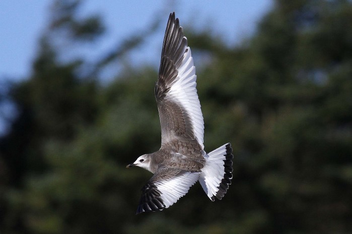Sabine's Gull