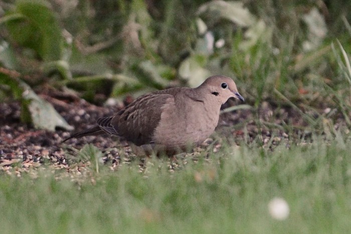 Mourning Dove