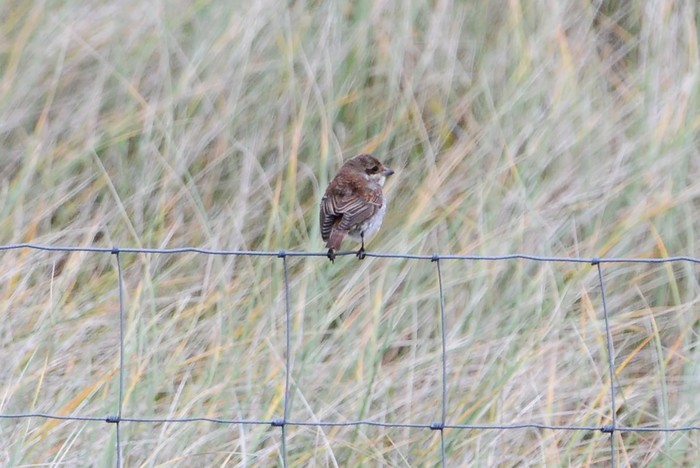 Red-backed Shrike