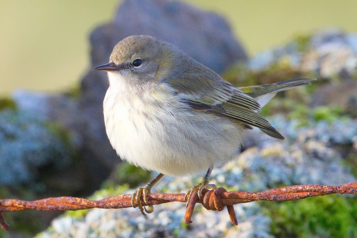 Cape May Warbler