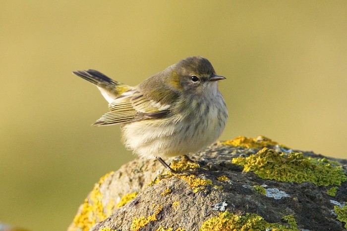 Cape May Warbler