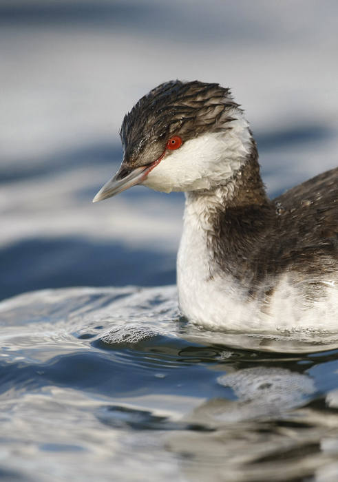 Slavonian Grebe