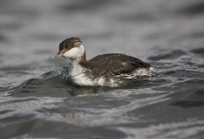 Slavonian Grebe