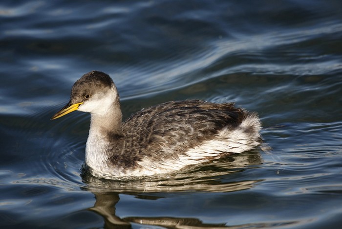 Red-necked Grebe