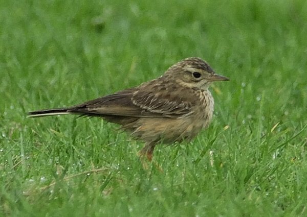 Blyth's Pipit