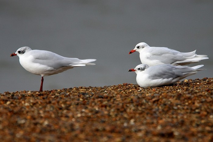 Mediterranean Gull