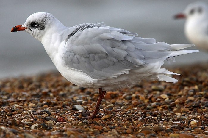 Mediterranean Gull