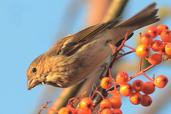 Common Rosefinch