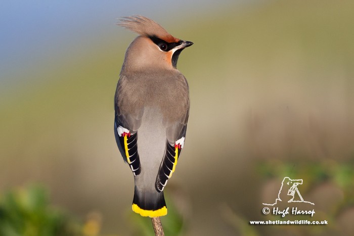 Waxwing