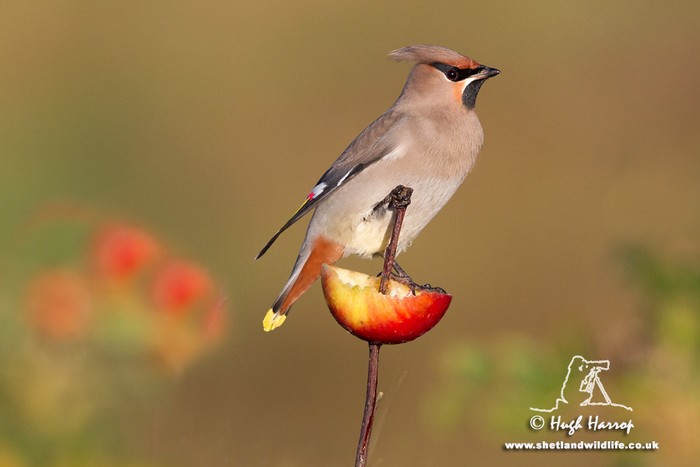 Waxwing
