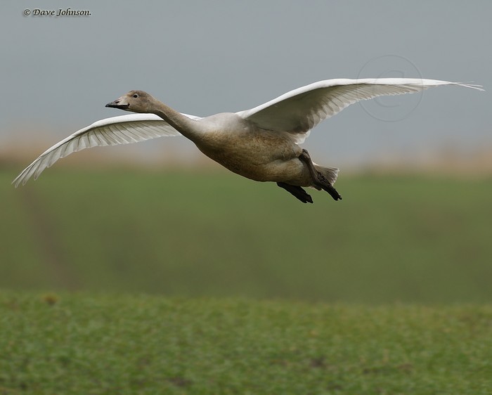 Whooper Swan