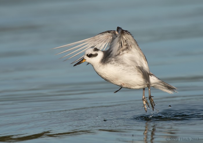 Grey Phalarope