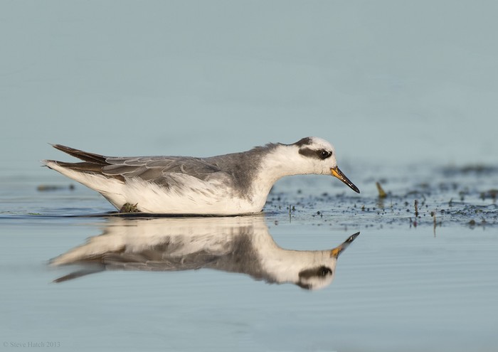 Grey Phalarope